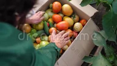 农夫放了一盒蔬菜-番茄。 农产品有机作物